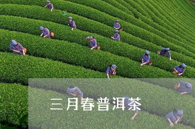 三月春普洱茶/2023042930336