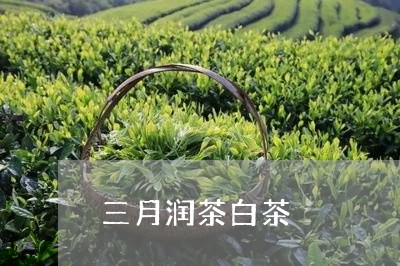 三月润茶白茶/2023051362725