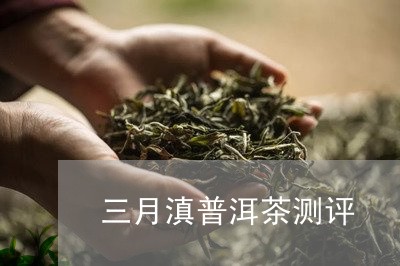 三月滇普洱茶测评/2023112640127