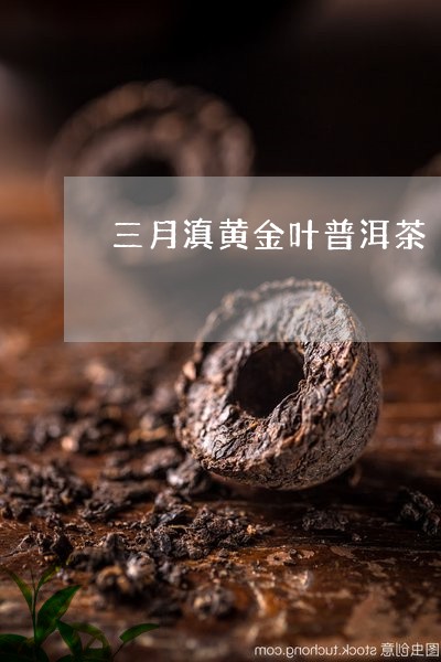 三月滇黄金叶普洱茶/2023101775847