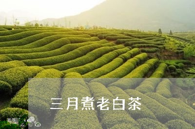 三月煮老白茶/2023051399694