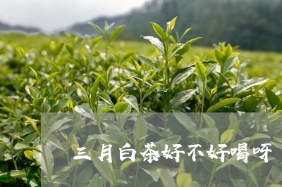 三月白茶好不好喝呀/2023121626182