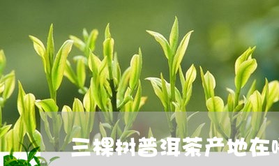 三棵树普洱茶产地在哪里/2023082860383