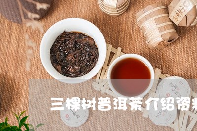 三棵树普洱茶介绍资料大全/2023112456069