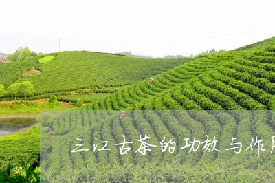 三江古茶的功效与作用/2023092006349