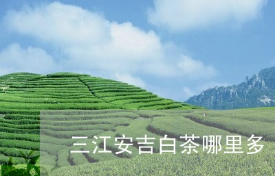 三江安吉白茶哪里多/2023071431616