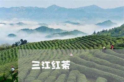 三江红茶/2023121940483