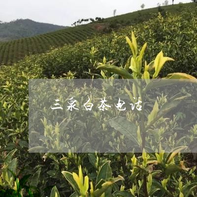 三泉白茶电话/2023051381508