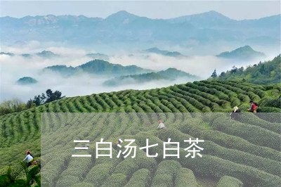 三白汤七白茶/2023051274725