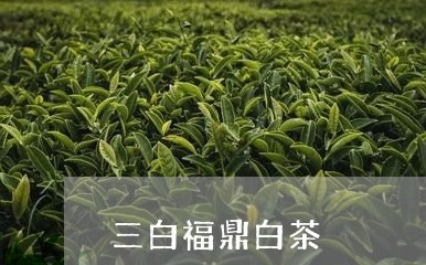 三白福鼎白茶/2023062865946