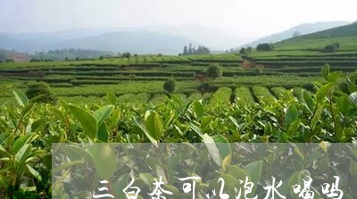 三白茶可以泡水喝吗/2023121651493