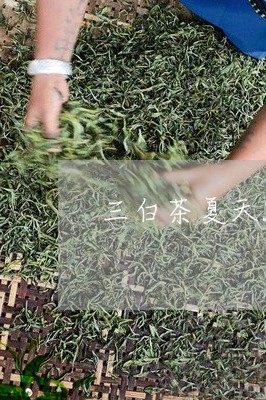 三白茶夏天能喝吗吗/2023121671513