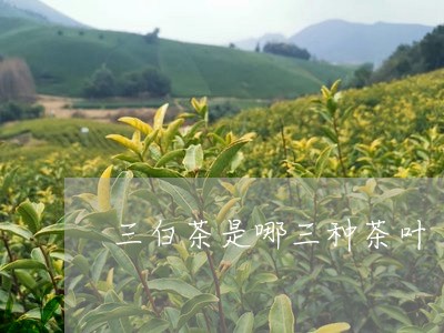 三白茶是哪三种茶叶/2023071419470