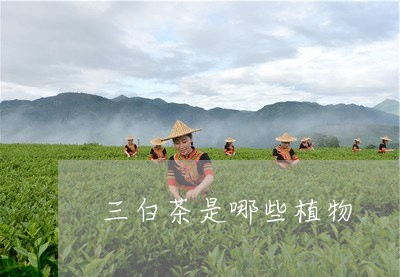 三白茶是哪些植物/2023061599393