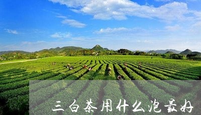 三白茶用什么泡最好/2023121611719