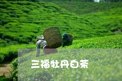 三福牡丹白茶/2023051294939