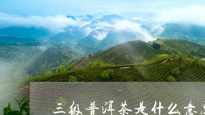 三级普洱茶是什么意思/2023061599524