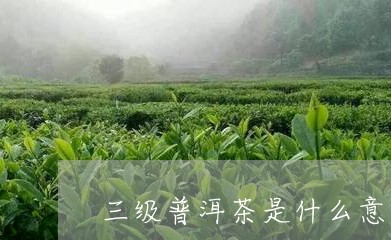 三级普洱茶是什么意思/2023072241827