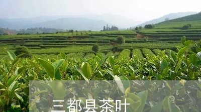 三都县茶叶/2023090200606