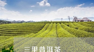 三里普洱茶/2023112603828