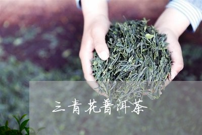 三青花普洱茶/2023042755420