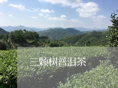 三颗树普洱茶/2023042888317