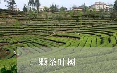 三颗茶叶树/2023041786742