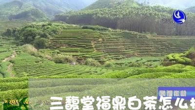 三馥堂福鼎白茶怎么样/2023120714169