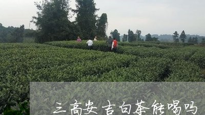 三高安吉白茶能喝吗/2023071453715