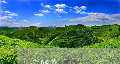 三鹤茶厂/2023110967271