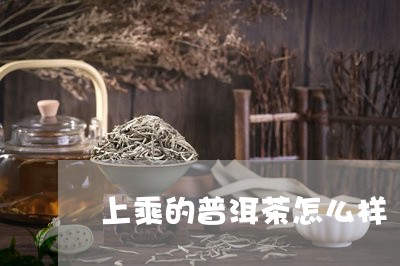 上乘的普洱茶怎么样/2023091510815