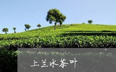 上兰水茶叶/2023090230603