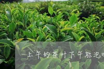 上午的茶叶下午能泡吗/2023092261693