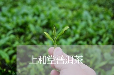 上和堂普洱茶/2023042572832