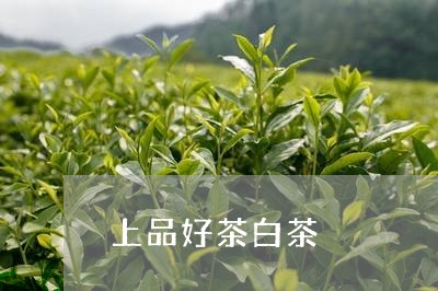 上品好茶白茶/2023051264927