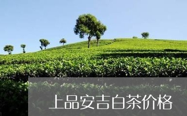 上品安吉白茶价格/2023061494030