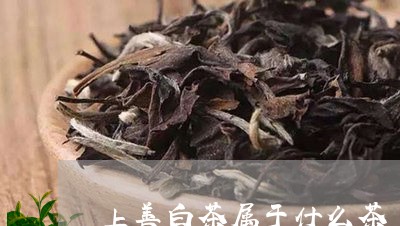 上善白茶属于什么茶/2023071477382