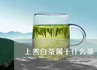 上善白茶属于什么茶/2023121538461