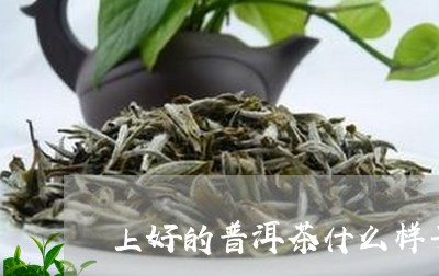 上好的普洱茶什么样子/2023062393504