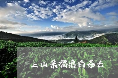 上山采福鼎白茶去/2023090541602