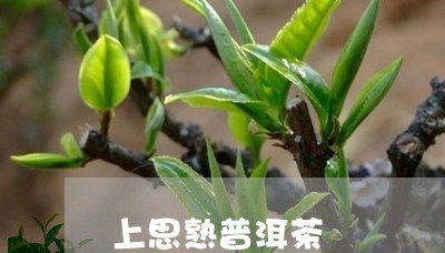 上思熟普洱茶/2023042847550