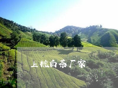 上杭白茶厂家/2023051231927