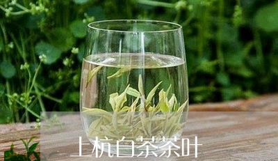 上杭白茶茶叶/2023051229405