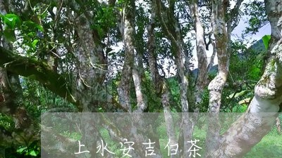 上水安吉白茶/2023051284051