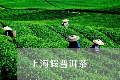 上海假普洱茶/2023042742640