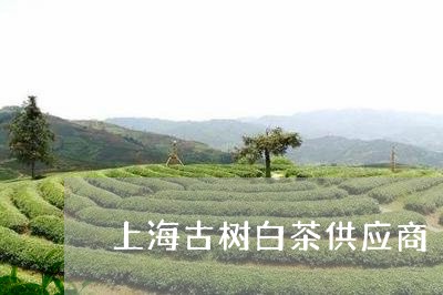 上海古树白茶供应商/2023081273828