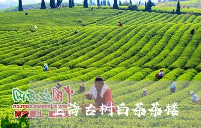 上海古树白茶茶楼/2023061403836