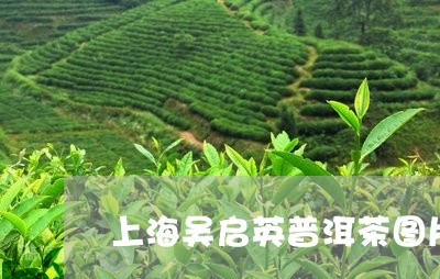 上海吴启英普洱茶图片/2023092887159