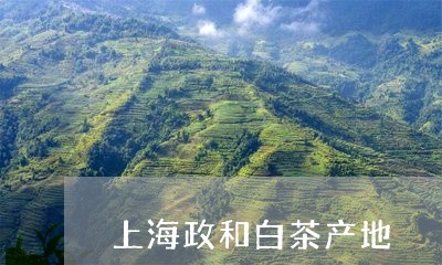 上海政和白茶产地/2023061412504