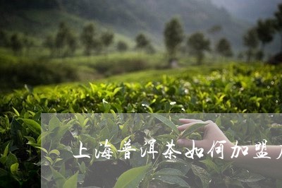 上海普洱茶如何加盟店的/2023082870715